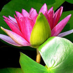 नासिक में भाजपा की टिकट नीति पर हंगामा, वफादार कार्यकर्ता नाराज़, पार्टी कार्यालय पर प्रदर्शन, महायुति में भी असंतोष