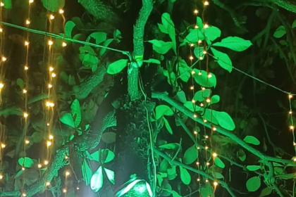 ठाणे में ज़िंदा पेड़ों पर लाइटिंग को बताया गया पर्यावरण अपराध, पर्यावरणविद डॉ. प्रशांत सिंकर ने मुख्यमंत्री देवेंद्र फडणवीस से तत्काल रोक लगाने की मांग की।