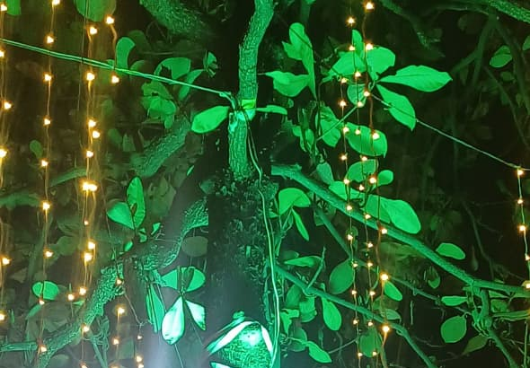 ठाणे में ज़िंदा पेड़ों पर लाइटिंग को बताया गया पर्यावरण अपराध, पर्यावरणविद डॉ. प्रशांत सिंकर ने मुख्यमंत्री देवेंद्र फडणवीस से तत्काल रोक लगाने की मांग की।