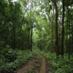 Forest and Government Land Encroachment