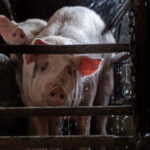 Illegal Slaughterhouse