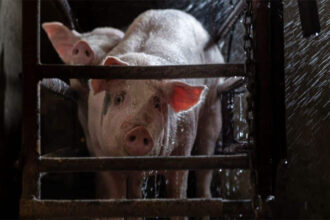 Illegal Slaughterhouse