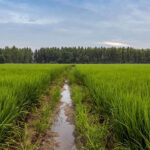 MSP for Kharif Crops