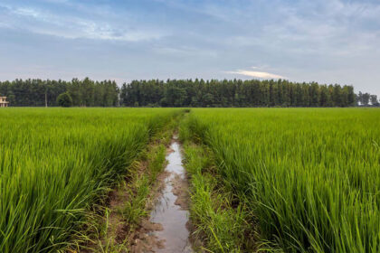 MSP for Kharif Crops
