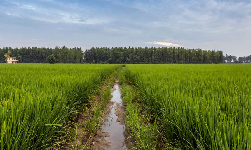 MSP for Kharif Crops