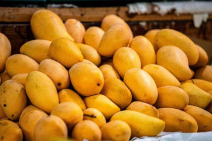 Mango variety History