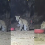 Wagle Estate Leopard Spotted