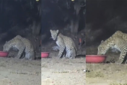 Wagle Estate Leopard Spotted
