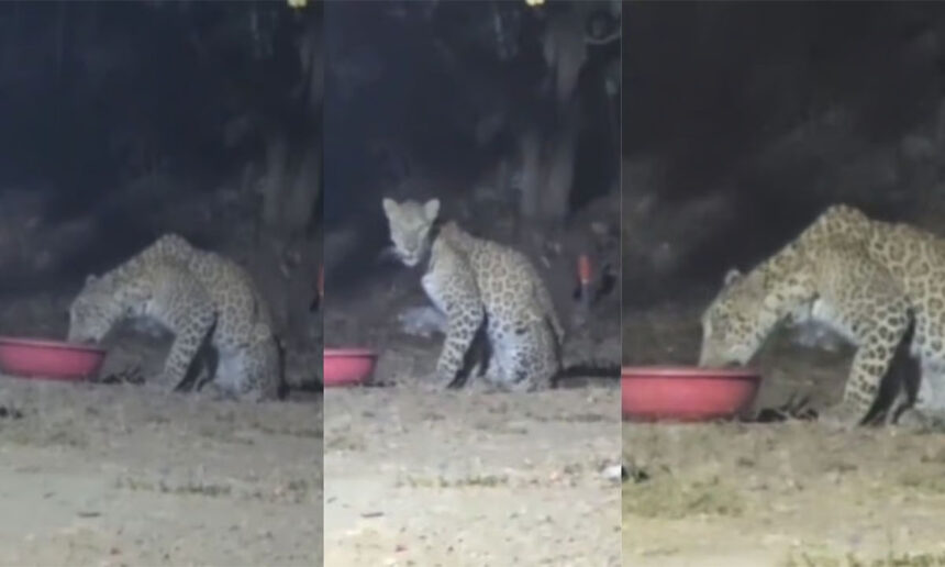 Wagle Estate Leopard Spotted