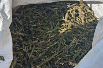 Ganja Seizure