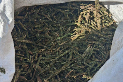 Ganja Seizure