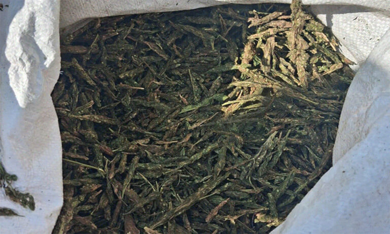 Ganja Seizure