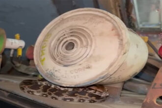 Python Hatchling Found