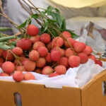 Uttarakhand Litchi Export Italy