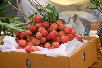 Uttarakhand Litchi Export Italy