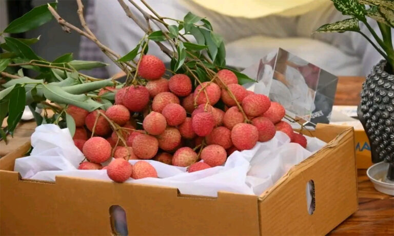 Uttarakhand Litchi Export Italy